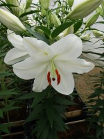 [5321 Magriet Slijkerman VWS No01.JPG]